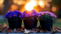 Purple asters in black pots against golden sunset bokeh background with fallen autumn leaves, creating magical garden atmosphere for nature and seasonal designs.