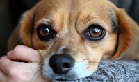 Close up portrait of brown mixed breed dog with expressive blue eyes and gentle expression while being petted, showing emotional connection between pet and owner.