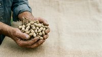 Farmer holding handful of peanuts in shell, agricultural harvest and crop production for food industry and farming business applications.