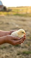 Farmer's hands holding newborn yellow chick on rural farm with blurred barn and fields in background, representing agriculture, animal care, and sustainable farming practices.