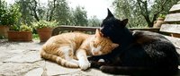 Ginger and black cats lying together outdoors on stone ground, showing affection and bonding behavior in a peaceful garden setting.