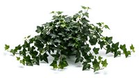 Isolated potted ivy plant with cascading green foliage on white background, suitable for interior design, gardening, and botanical projects.