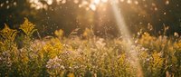 Golden wildflower meadow with warm sunlight rays and floating pollen particles creating dreamy bokeh effect during sunset hour in natural outdoor setting.
