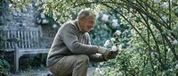 Senior man with gray hair and light skin tone, wearing casual clothing, crouching while pruning green foliage with gardening shears in a residential garden setting.