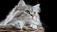 Adorable silver Persian cat with bright yellow eyes lying in woven basket against black background, showcasing luxurious long fur and expressive face. For pet photography.