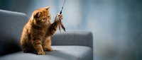 Orange tabby kitten playing with feather toy on gray sofa, playful pet behavior and indoor entertainment for cats.