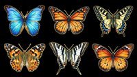 Six detailed butterfly species isolated on transparent background, ready for stickers, t-shirt design, sublimation, clipart, and print on demand projects.