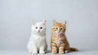 Two adorable kittens sitting together on white background, orange tabby and white fluffy cats, domestic pets for veterinary care and adoption concepts.