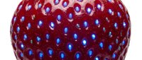 Macro close-up of ripe red strawberry with blue seeds on white background, isolated fruit for food and nutrition design projects.