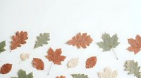 Autumn leaves collection in warm orange brown and green tones scattered on white background for seasonal design projects and fall decorations.