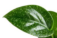 Fresh green leaf with water drops and morning dew on white background, macro photography showing natural texture and veins. Isolated botanical element.