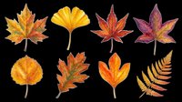 Autumn leaves collection in warm orange, red, and yellow tones, isolated on transparent background. Great for T-shirts, stickers, sublimation, and print on demand.