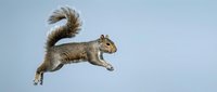 Gray squirrel leaping mid-air against a soft blue background, showcasing agility and wildlife energy in a clean, dynamic nature shot.