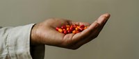 Red cherry tomatoes resting in an open palm against neutral background, symbolizing fresh produce, healthy eating, organic farming, and sustainable agriculture for culinary use.