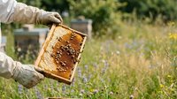 Beekeeper holding honeycomb frame covered with bees in wildflower field, showcasing honey production and apiary work for agricultural and beekeeping industry use.