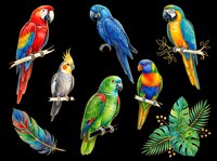Colorful tropical parrots clipart set isolated on transparent background, ready for t-shirt design, stickers, sublimation, print on demand, and digital crafts.