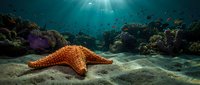 Orange starfish resting on sandy ocean floor surrounded by vibrant coral reef ecosystem with sunlight filtering through deep blue water.