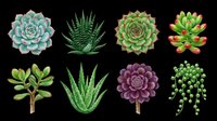 Succulent plants collection isolated on transparent background, ready for t-shirt designs, clipart, stickers, print-on-demand products, and sublimation projects.