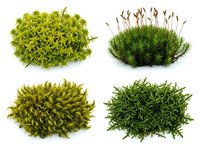 Four different moss species isolated on white background showing natural green textures for botanical studies and nature design projects.