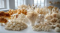 Fresh organic mushroom varieties arranged on white surface in bright natural light, including enoki, white beech, oyster and other gourmet edible fungi species.