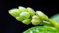 Fresh green flower buds covered in morning dew drops against dark background, extreme macro photography showing delicate water droplets on spring plant.