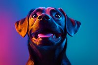 Close-up portrait of happy black Labrador dog with open mouth against vibrant neon pink and blue background, showing joyful expression and bright eyes.