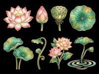 Lotus flower clipart set with blooms, buds, seed pods, and lily pads, isolated on transparent background. For t-shirts, stickers, sublimation, print on demand.