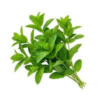 Fresh green mint leaves bunch isolated on white background, ready for culinary, beverage, and design applications.