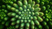 Stunning spiral pattern of green spiky cactus with geometric symmetry. Natural fractal design for botanical backgrounds and nature photography projects.
