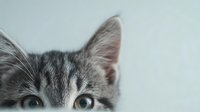 Adorable gray tabby kitten with striking green eyes looking directly at camera against clean white background for pet care and animal designs.