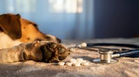 Young tabby cat lying on examination table with stethoscope and medication pills nearby, veterinary clinic setting with blurred background for pet healthcare and animal medicine concepts.