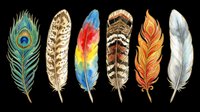 Feathers isolated on transparent background, ready for t-shirt design, clipart, stickers, sublimation and print-on-demand products. Six decorative feathers in various colors and patterns.