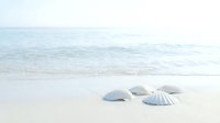 Seashells scattered on pristine white sand beach with turquoise ocean waves in background creating peaceful coastal scene for vacation and travel concepts.