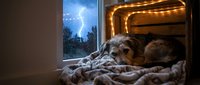 A brown dog rests on a cozy bed near a window during a thunderstorm with lightning visible outside, while warm golden lights glow in the background for home comfort and pet care concepts.