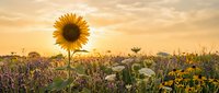 Sunflower standing tall in a vibrant wildflower meadow at golden sunset, warm light glowing behind blooms in a serene summer landscape.