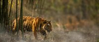 Tiger walking through misty forest with golden sunlight filtering through trees, wildlife photography for nature documentaries and editorial use.