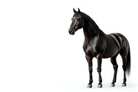 Majestic black stallion with glossy coat standing against white background, muscular body and proud posture showcasing equine beauty and strength. Isolated photo for design use.