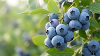 Fresh ripe blueberries growing on a bush with green leaves, covered in dew drops, soft bokeh background in a sunny garden.