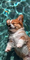 Adorable Papillon puppy swimming in turquoise pool water, eyes closed in bliss, white and ginger fur floating gracefully as sunlight creates rippling patterns.