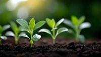 Young green seedlings growing in rich dark soil with soft natural sunlight creating bokeh background for agriculture and gardening concepts.