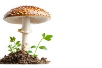 Orange spotted mushroom growing in soil with green plant sprouts on white background, isolated nature composition for creative design projects.