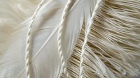 Delicate white feather macro showing intricate barbs and vanes in soft natural lighting, creating ethereal texture and pattern for artistic backgrounds.