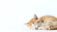 Adorable orange tabby kitten sleeping peacefully on white background, isolated for design use in pet care marketing and animal wellness content.