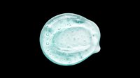 Transparent gel or serum sample with bubbles and liquid texture isolated on transparent background, ready for cosmetics, skincare, beauty product design, packaging, and print-on-demand applications.
