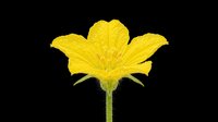 Bright yellow squash blossom isolated on transparent background, ready for t-shirt design, stickers, clipart, print on demand, and sublimation projects.