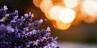Purple lavender flowers in soft focus against warm sunset bokeh background, creating romantic and tranquil atmosphere for wellness and spa designs.