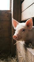 Young pink piglet with white coat and pink ears peering over wooden fence in rustic farm setting. Suitable for agriculture, livestock farming, rural life, and animal husbandry content.