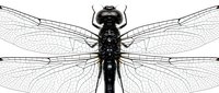 Black and white dragonfly illustration with detailed wings and body structure isolated on white background for entomology and nature designs.