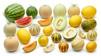 Assorted melons and melons varieties including watermelon, cantaloupe, honeydew, and yellow melon isolated on white background for food, nutrition, and produce design projects.