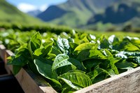 Fresh tobacco leaves growing in wooden crates against mountain landscape backdrop, vibrant green foliage with distinctive broad leaves in sunlight, agricultural crop cultivation.